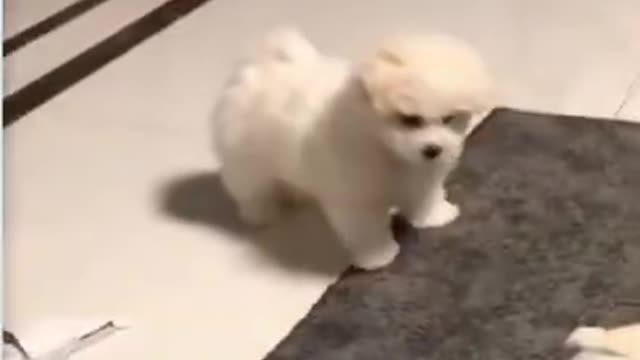 cute puppy playing (lindo perrito jugando)