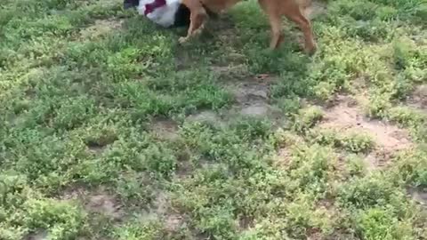 Two dogs play black dog falls in hole