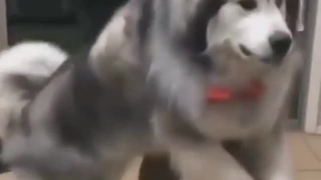 Funny dogs video