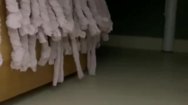 A surprise from a cute kitten