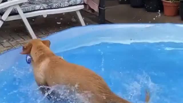 funny cute dogs / when the dog realized that it was great