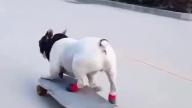 Crazy cat riding on a scateboard