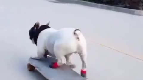 Crazy cat riding on a scateboard