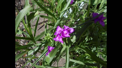 Love Grows Spiderwort