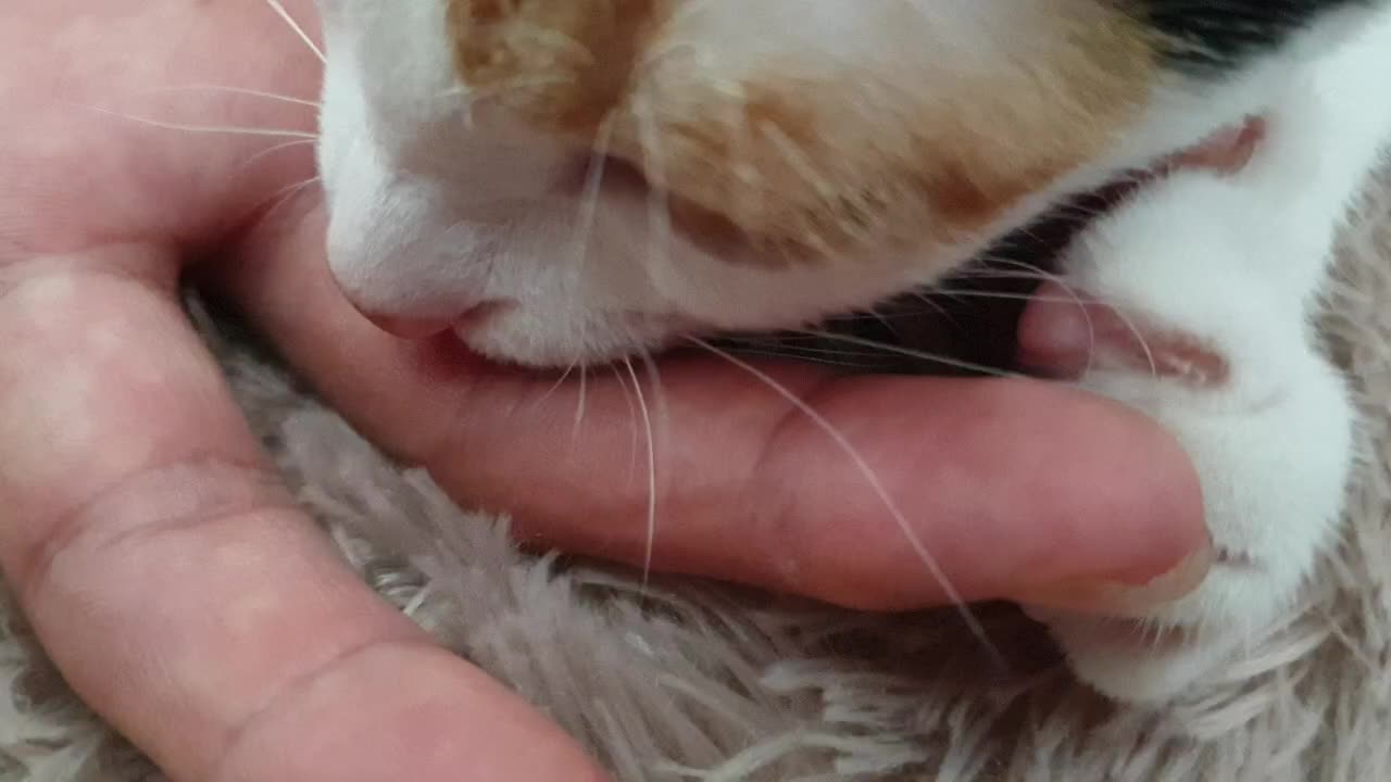 A cute cat is chewing on its finger.