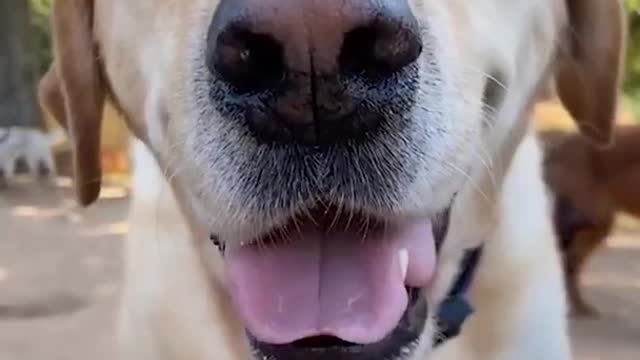 Labs Retriever funny #shorts #rumble