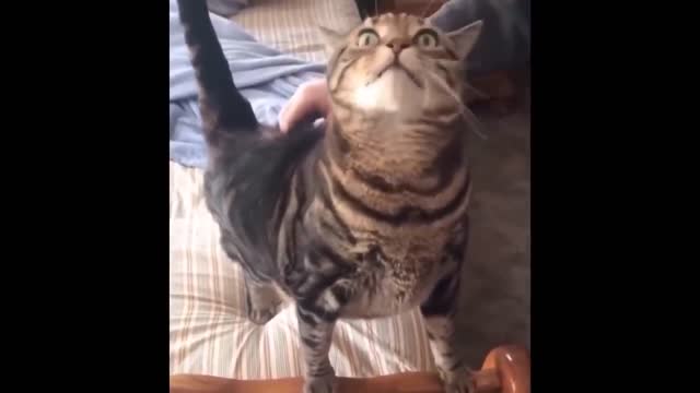 Best Funny Animals Video 2022 - Newest Cats😹 and Dogs🐶 Videos of the Week! #5