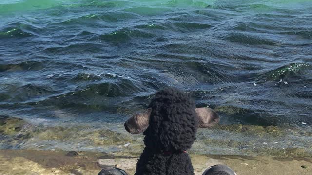 jeju island sea with black sheep doll