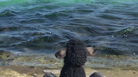 jeju island sea with black sheep doll