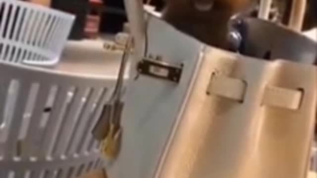 Funny cats #shorts👌👌😂🤣😂😂