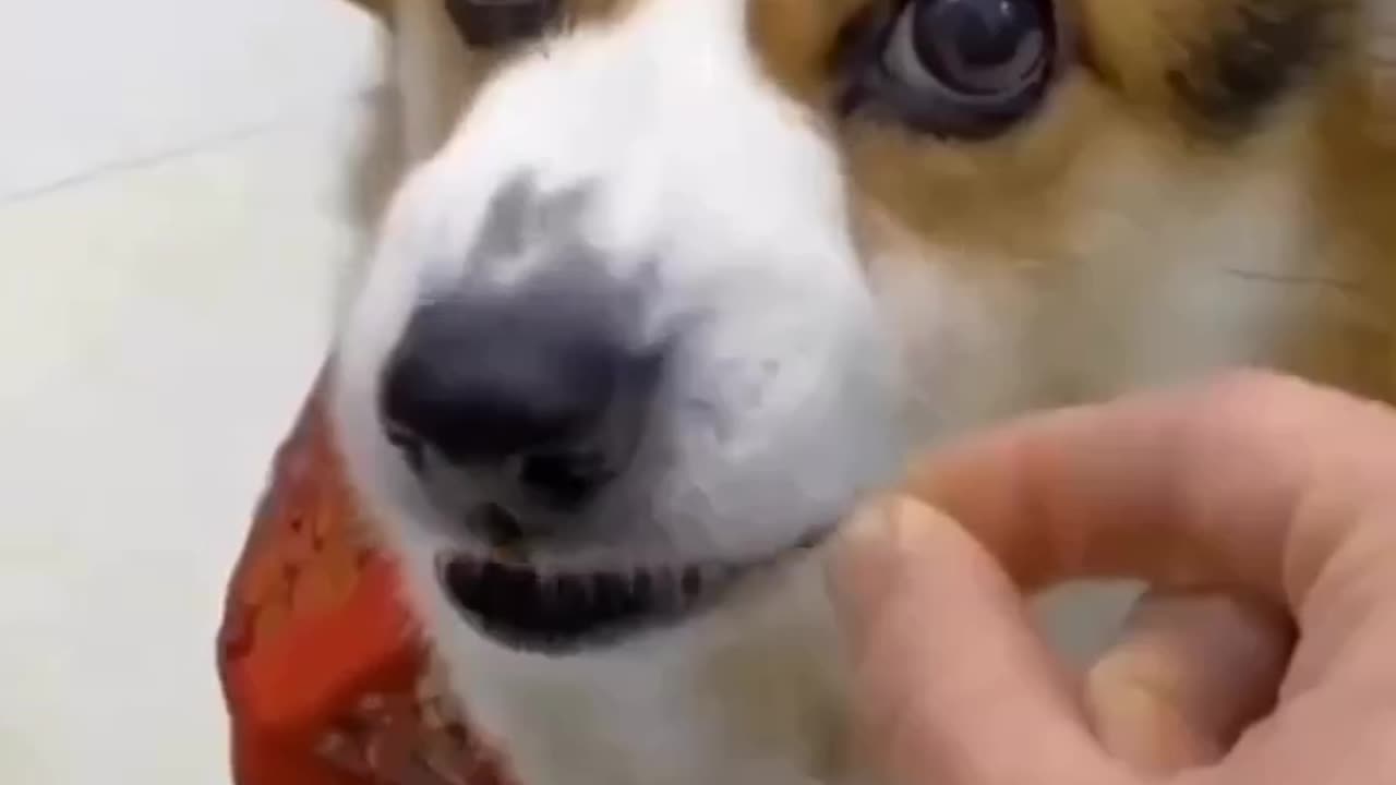 Funny dog