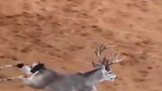 Agile deer