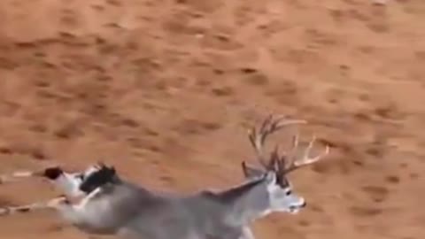 Agile deer