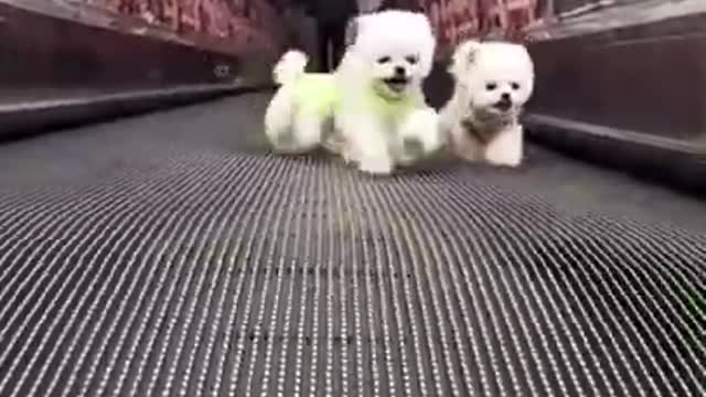 Cute and adorable 😍 💕 baby dogs Videos cutest moment of the dogs - Cutest Puppies #Shorts