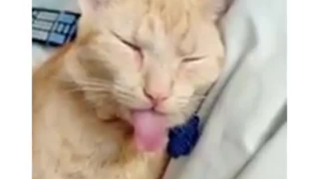 Cuts funny cats sleep video