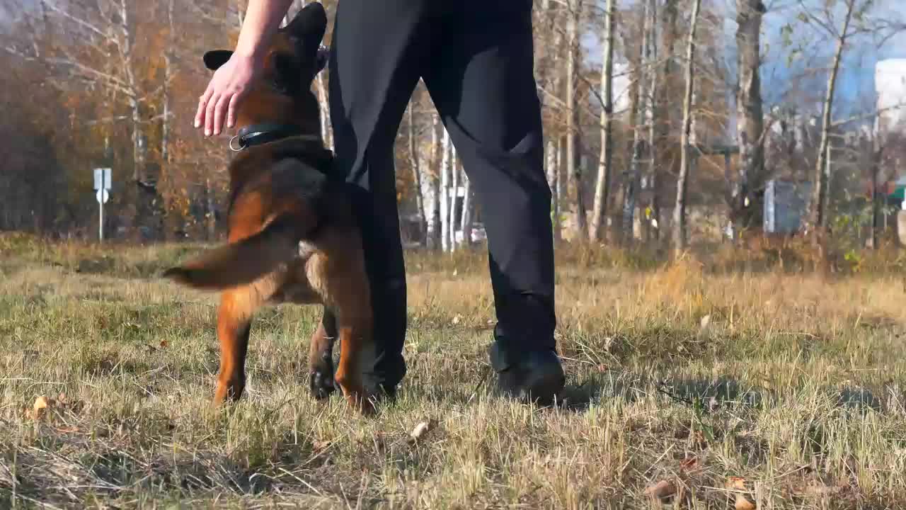 Man and his dog walking through a field