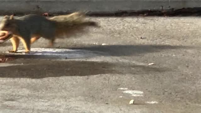 Squirrel Pastry Robbery