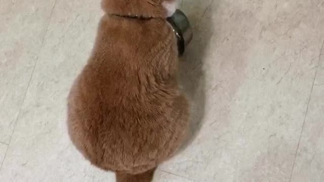 Clever Cat Demands for Food Bowl Is Refill