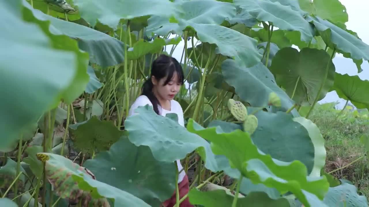 Lotus Root 蓮藕的花