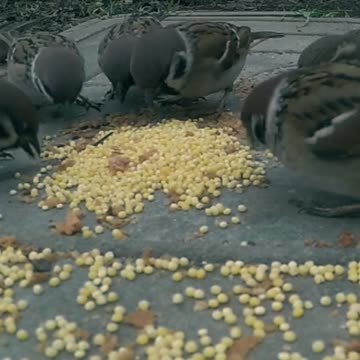 Feeding the bird video