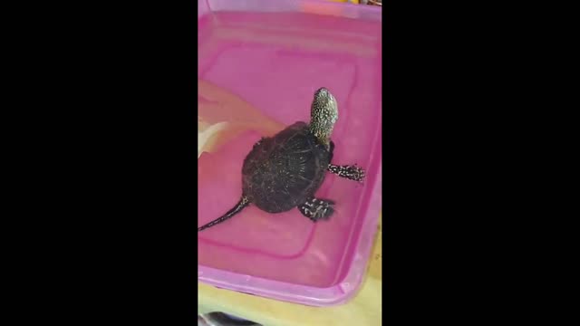 We bathe and feed the turtle