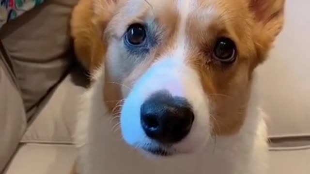 Funny dog, clever dog Ishort video]