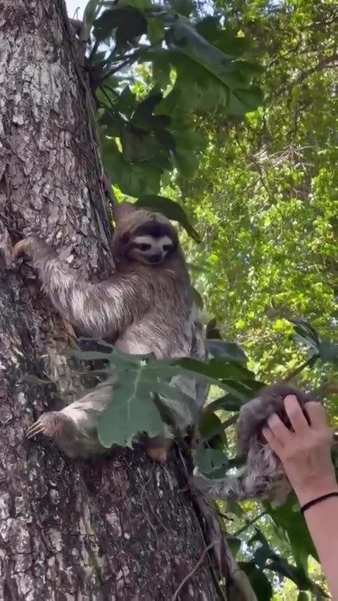 Mother Sloth Reuniting With Her Baby