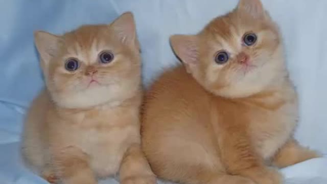 Awesome happy cat mother and her little hungry kittens