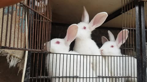 Angoora Rabbits