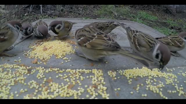 Baby Parrots Eating Food / Birds / animals