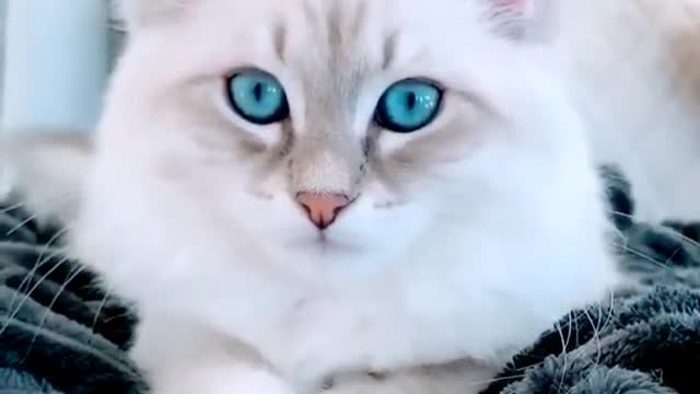 🌼Cute Baby 💖💫Cute Cat Status Video raataan lambiyan | animals park | #shorts#cat#quitecatvideo