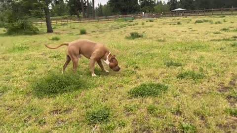 German Shepherd attacks pitbull on a dog park