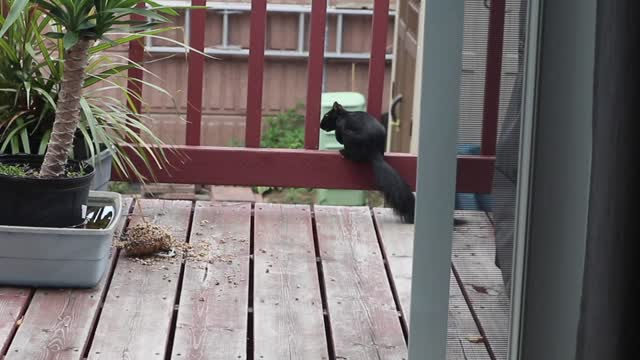 Squirrel Having a Snack :)