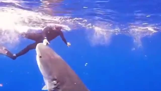 Diver pushes shark to safe his live