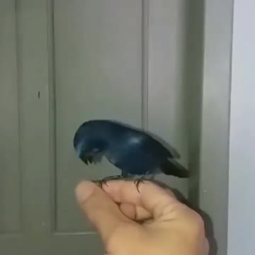Bluebird singing on the finger!♾️