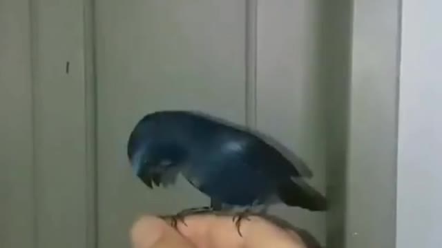 Bluebird singing on the finger!♾️