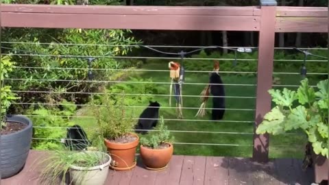 Baby Bear Playtime in Backyard