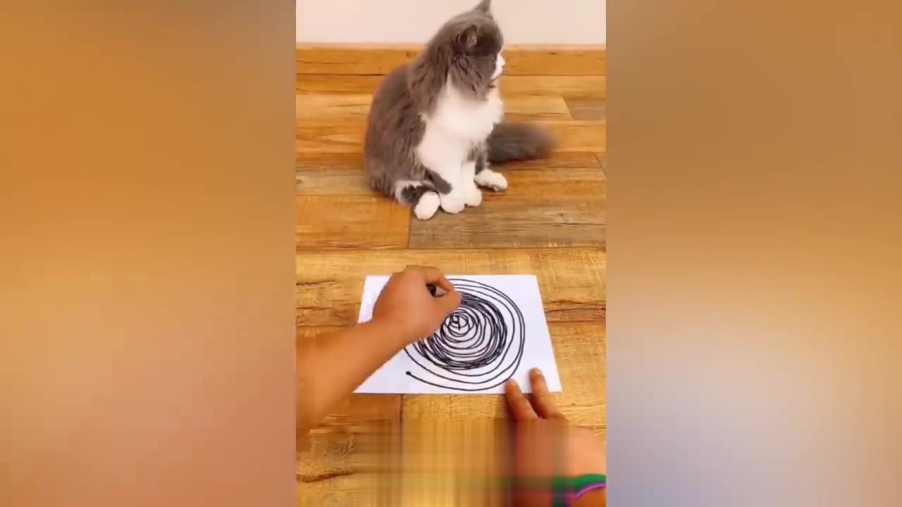 Cute Cats and kittens playing compilation part no 1