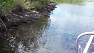 Racing through the Red Mangroves of the Florida Everglades.