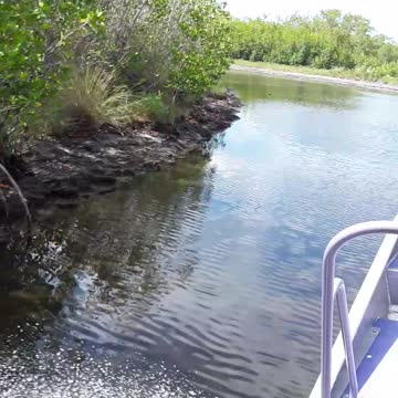 Racing through the Red Mangroves of the Florida Everglades.