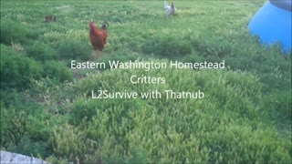 Eastern Washington Homestead - Critters - L2Survive with Thatnub