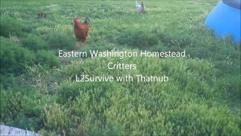 Eastern Washington Homestead - Critters - L2Survive with Thatnub