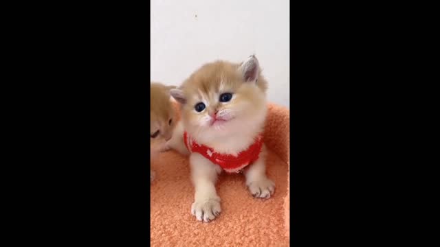 Funny Cute Animal video! wawooo...It's Really Interesting video.