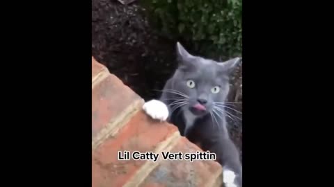 funny cat videos 2021 #1