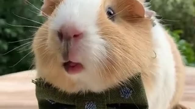 Cute rabbit 🐇 Shorts _ #shorts #rabbit