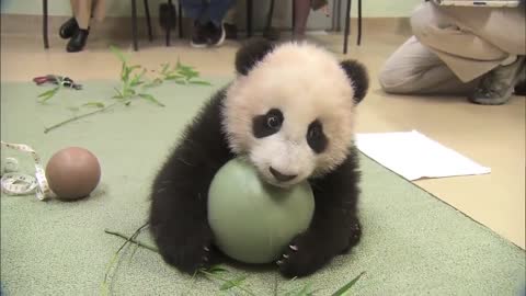Panda playing with a ball