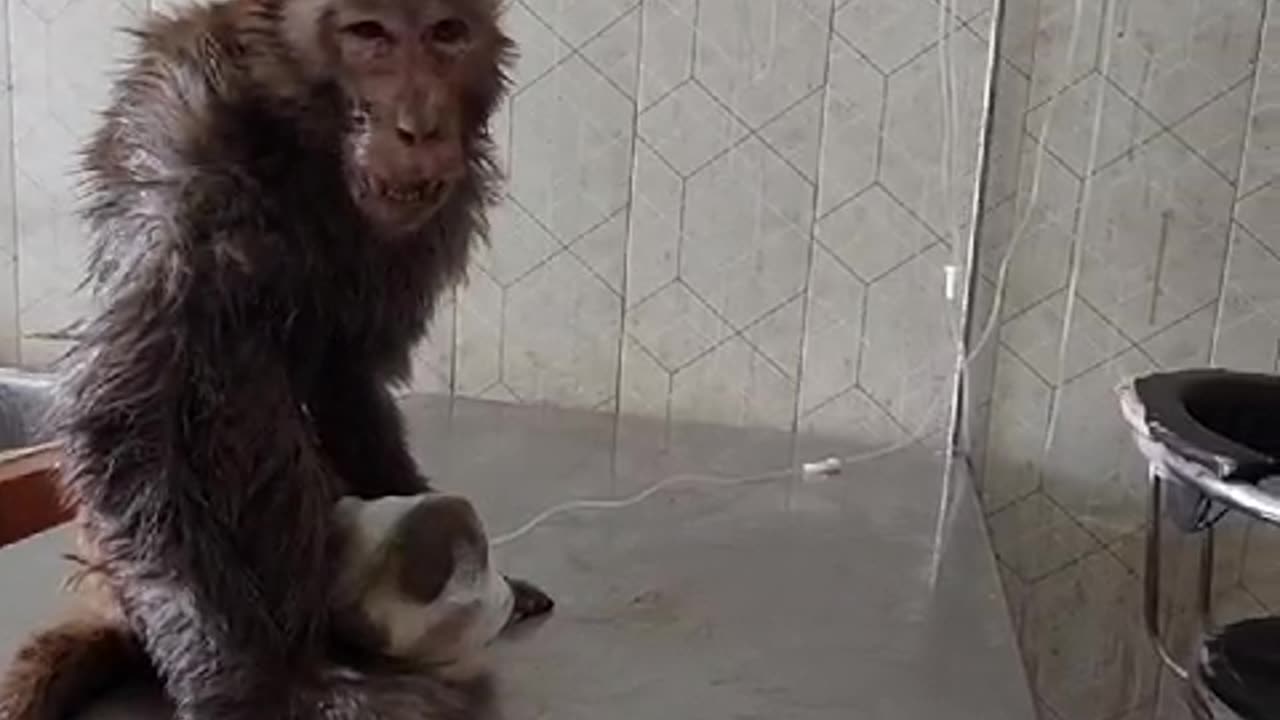 Saving monkey 🐒🐒🐒🐒😄😄