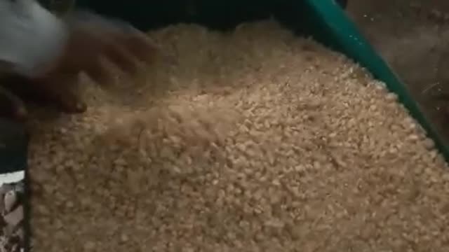 Maize Mill Uganda 6 2022-01-25