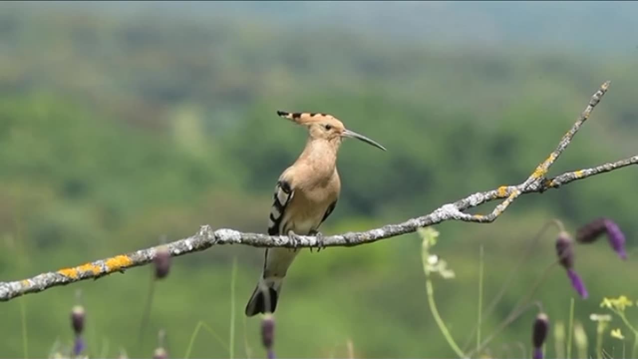 Wildlife_Animals___Safari_Moments___Forest___Free_HD_Videos_