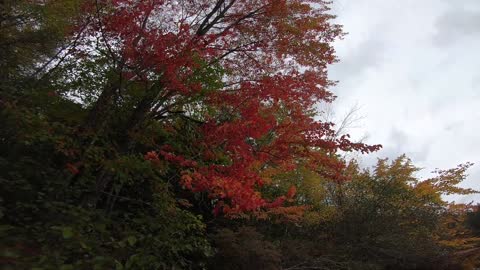 Autumn Leaves